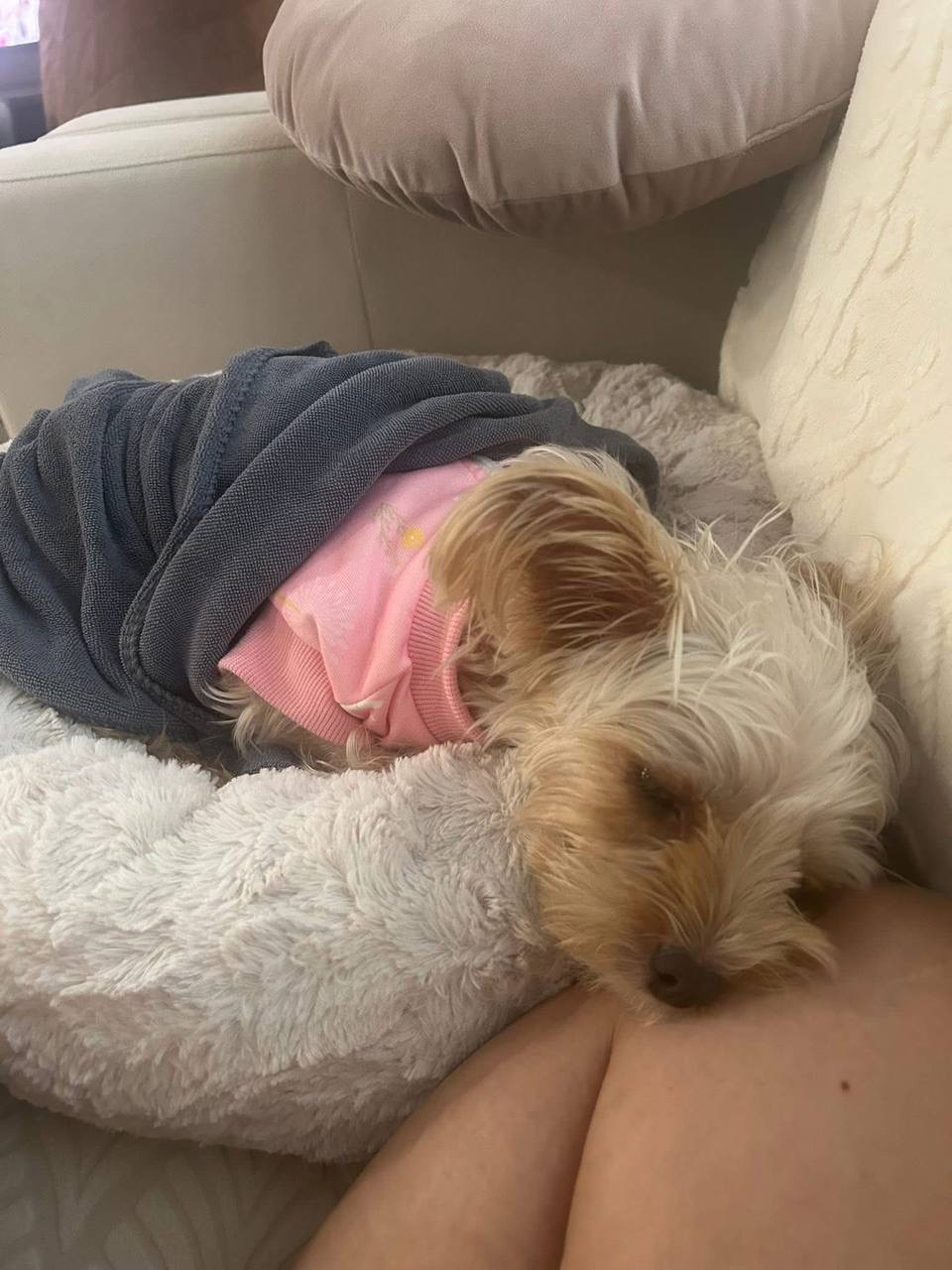 puppy image
